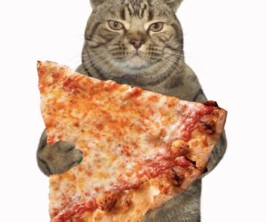 Happy National Kitten Day! We’re Feline Good at Pizza Bella! Ends on 7/10/2023